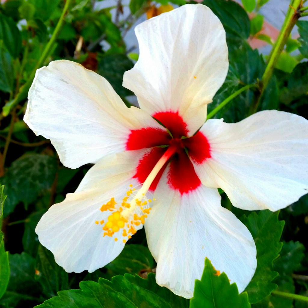 Las profundas raíces etimológicas de la palabra&nbsp;«árbol»